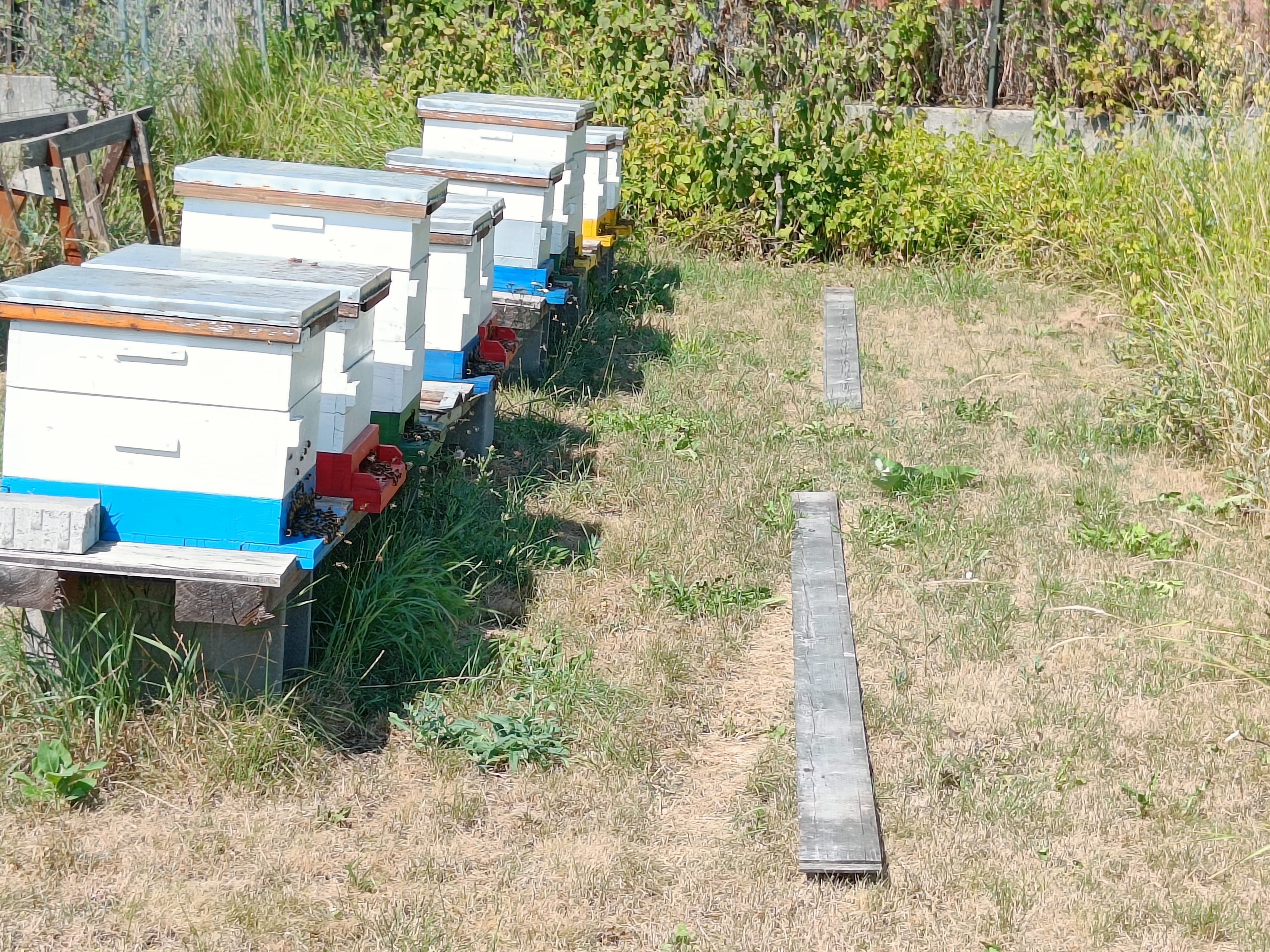 Pflanzen sind auf die Bestäubung durch Bienen angewiesen. Bienen ihrerseits brauchen Nektar und Pollen. Durch die Umgebungstemperatur sind die Bienen direkt und durch die Blüte der Pflanzen indirekt vom Klima abhängig. Die KLAR! Leithaland hat sich zum Ziel gesetzt, gemeinsam mit den Entscheidungsträgern, geeignete Flächen für Bienenweiden zu identifizieren und als Bienenwiesen aufzubereiten.